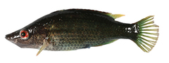 CE-000018966
