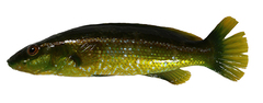 CE-000018980