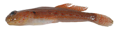 CE-000018986