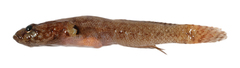 CE-000018994