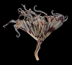 MNHN-IA-2017-5963
