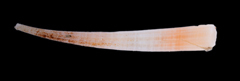 MNHN-IM-2019-19267