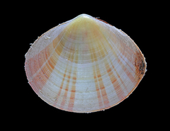 MNHN-IM-2019-42955