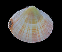 MNHN-IM-2019-42955