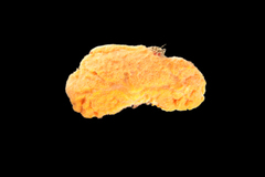 MNHN-IP-2019-3407