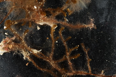 PC0165941