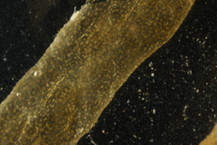 PC0680008