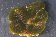 PC0680376
